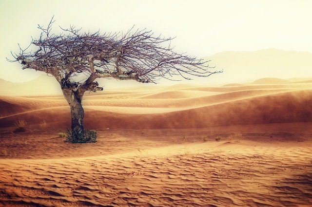 Dry tree in sand desert