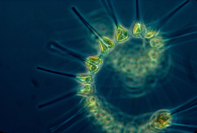 Maritime Life - plankton